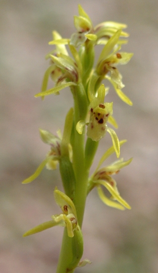 Pseudorchis albida, Corallorhiza trifida, Listera ovata